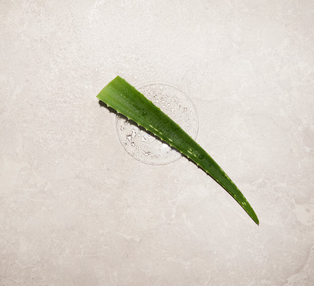 Aloe vera